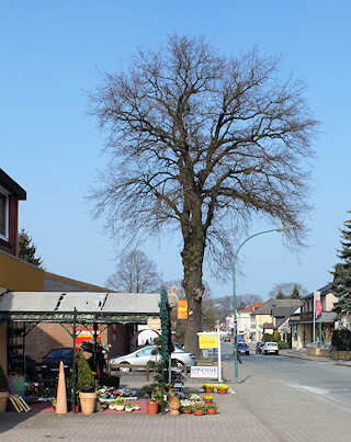 Malerarbeiten von Maler Boller auch in Wohltorf bei Aumühle