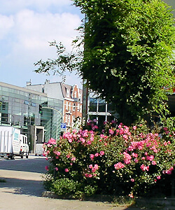 Rosen auf Bergedorfs Straßen