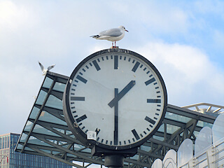 Möwe im Hafen