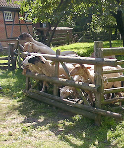 Tiere und Natur - das ist Hamburg Volksdorf